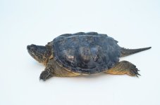adultsnappingturtle_1024x1024.jpg