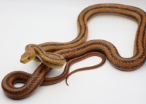 yellow_female1_pic1.jpg