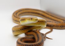 yellow_female1_pic2.jpg
