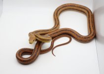 yellow_female1_pic3.jpg
