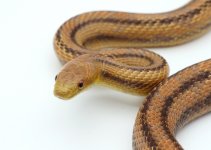 yellow_female1_pic4JPG.jpg