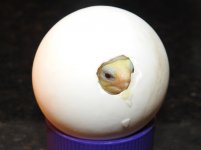 DSCN9235.jpg