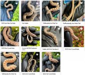 snakes for sale.jpg