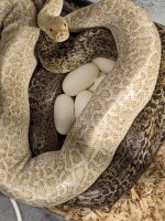 0 0 0 a Granite babies11.jpg