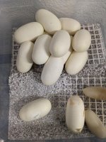 0 0 0 a Granite babies13.jpg