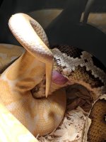 0 0 0 a snake sex3.jpg