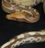 IMG_4501.jpg