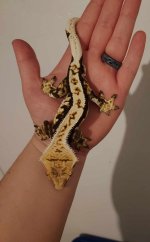 Cannoli B.jpg