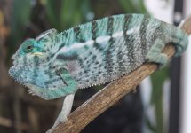 FernandoJrxRhaemale3.07.2.jpg