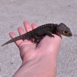 Red_Eye_Crocodile_Skink_ks (2).jpg