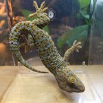 tokay fem 04252024.jpg