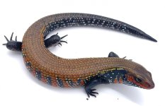 fireskink (1).jpg