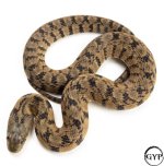 1 (1 of 1).jpg