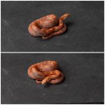 rat1.jpg