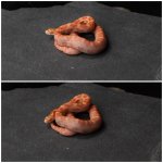 rat.jpg