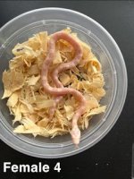 cornsnake female 4 2nd.jpg