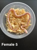 cornsnake female 5 2nd.jpg