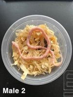 cornsnake male 2 2nd.jpg