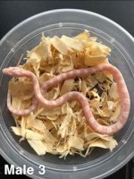 cornsnake male 3 2nd.jpg