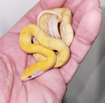 albino beauty.jpg
