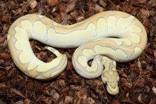 Clown Hypo Enchi Mojave.jpg