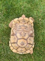 Sulcata6.jpg