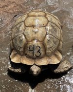Sulcata7.jpg