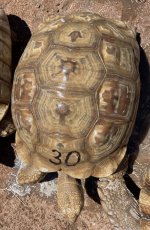 Sulcata8.jpg