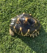 rad8.jpg