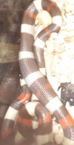 cb23hypopueblan1.jpg