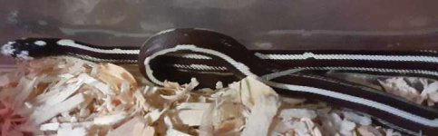 cb23calstripef1.jpg