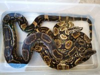 Longicauda pair bodies (4).jpg