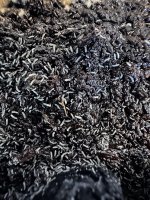 BLUE SPRINGTAILS.jpg