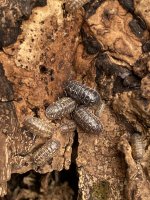 CESKA VERSICOLOR (2).jpg