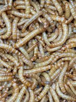 MEALWORM.jpg