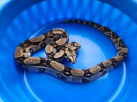 M1 Longicauda 5-25-24 (1).jpg