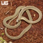 ug_West_African_Egg_Eating_Snake_3.jpg