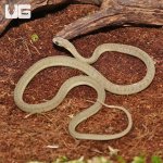 ug_West_African_Egg_Eating_Snake_2.jpg