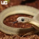 ug_West_African_Egg_Eating_Snake_1.jpg