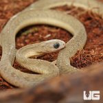 ug_West_African_Egg_Eating_Snake_4.jpg