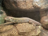 IMG_3136.jpg