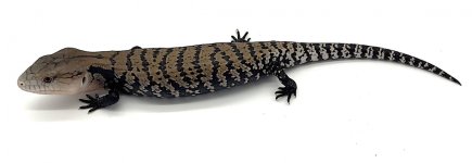 BabyBluetongue (1).jpg