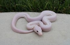 Male #1.jpg