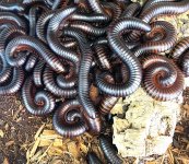 Giantmilipede.jpg