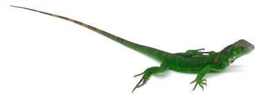 Greeniguana (1).jpg