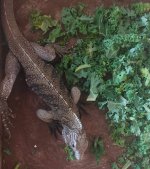 iguana.jpg