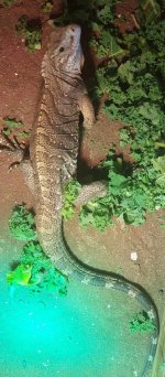iguana1.jpg