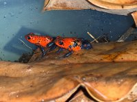 image_930b6594-9f6a-47ca-a91d-3d5e3dce3390 (5).jpg