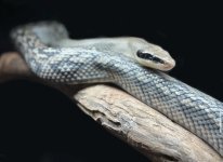 IMG_6452.jpeg