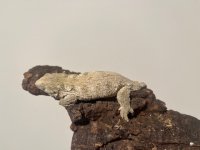 IMG_0508.jpg